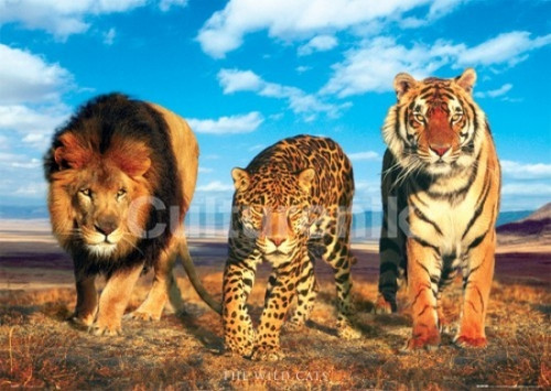 Wild Cats Poster Poster Print - Item # VARIMPST5521R