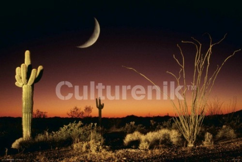 Arizona Ocotillo And Saguaro Cactus Poster Poster Print - Item # VARIMPST4899R