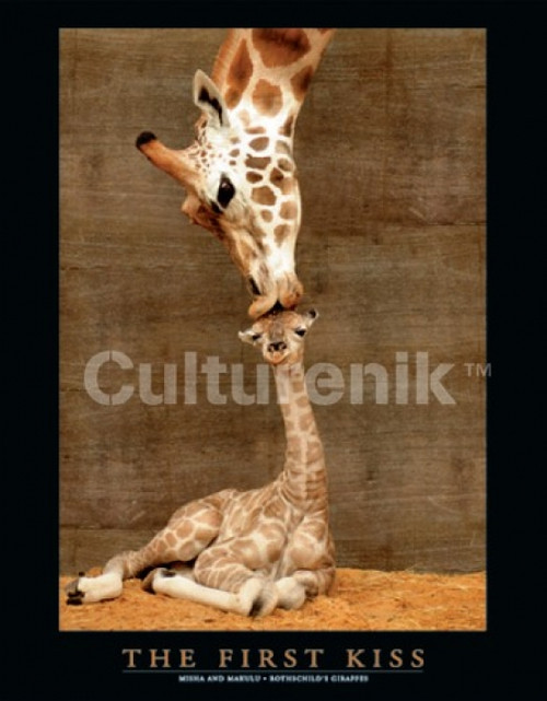 First Kiss - Giraffes Poster Poster Print - Item # VARIMPSX0153R