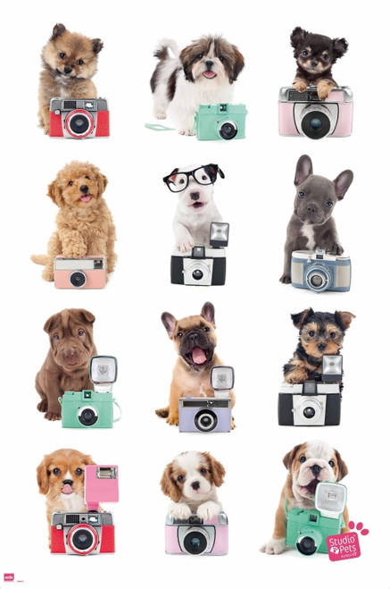 Studio Pets Dog Camera Poster