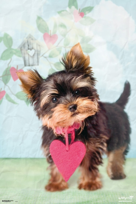 Studio Pets Dog Yorkshire Hfe Poster