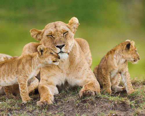 Lioness And Cubs Poster Print