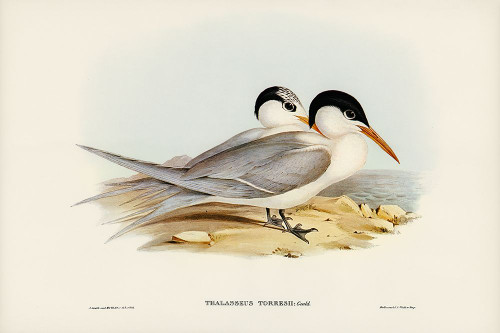 Torres Tern-Thalasseus Torresii Poster Print - John Gould # VARPDX65745