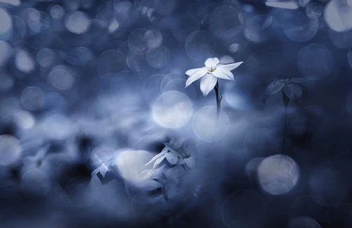 Sparkling Background Poster Print - Takashi Suzuki # VARPDX1832054