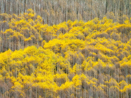 Colorado-Maroon Bells-Snowmass Wilderness Fall colors on Aspen trees by Julie Eggers - Item # VARPDXUS06JEG0146