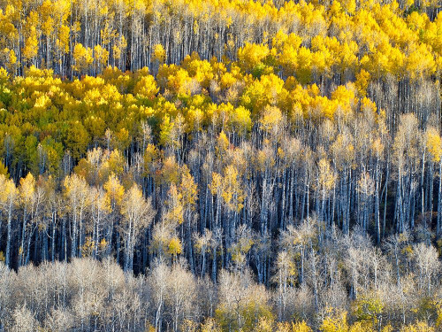Colorado-Maroon Bells-Snowmass Wilderness Fall colors on Aspen trees by Julie Eggers - Item # VARPDXUS06JEG0135