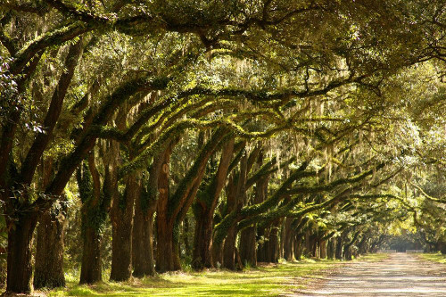 Live Oak Alley-Savannah-Georgia by Anna Miller - Item # VARPDXUS11AMI0006