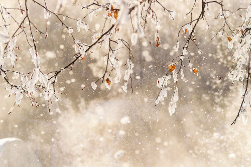 Alaska Close-up of frost falling from branches in winter by Jaynes Gallery - Item # VARPDXUS02BJY0818