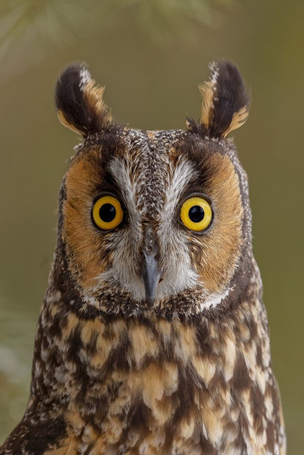 Long-eared owl-Asio otus-controlled situation-Montana by Adam Jones - Item # VARPDXUS27AJE0820