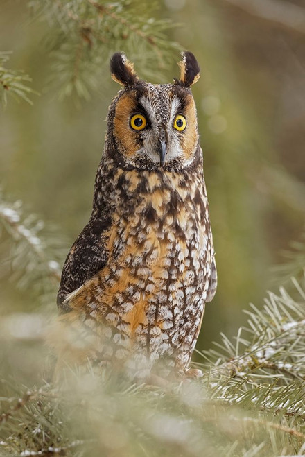 Long-eared owl-Asio otus-controlled situation-Montana by Adam Jones - Item # VARPDXUS27AJE0819