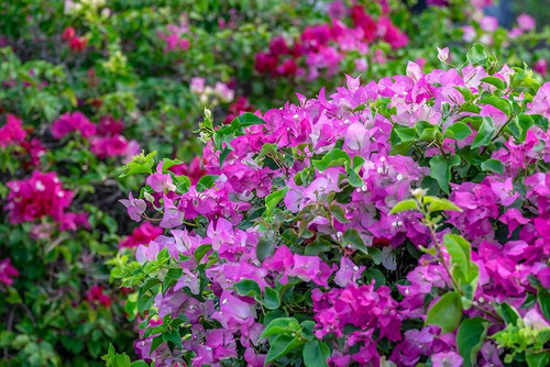 Bougainvillea in tropical garden by Lisa S. Engelbrecht - Item # VARPDXNA01LEN0561