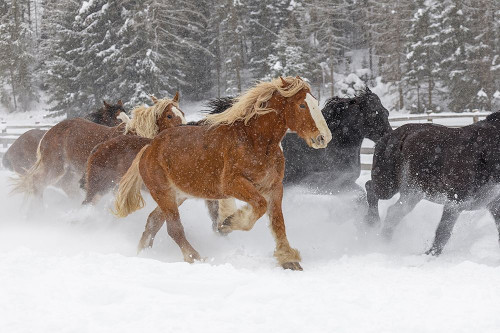 Rodeo horses running during winter roundup-Kalispell-Montana by Adam Jones - Item # VARPDXUS27AJE0714