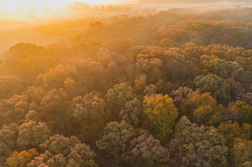 Aerial View of fall Color at sunrise-Marion County-Illinois by Richard and Susan Day - Item # VARPDXUS14RDY2802