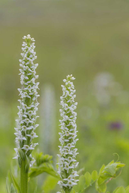 Alaska, Glacier Bay NP White bog orchid by Don Paulson - Item # VARPDXUS02BJY0140