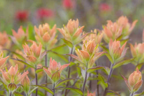 Alaska, Glacier Bay NP Indian paintbrush flowers by Don Paulson - Item # VARPDXUS02BJY0123