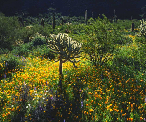 Arizona, Organ Pipe Cactus NM flowers and cacti by Christopher Talbot Frank - Item # VARPDXUS03BJA0204