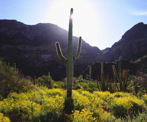 Arizona, Organ Pipe Cactus NM flowers and cacti by Christopher Talbot Frank - Item # VARPDXUS03BJA0208