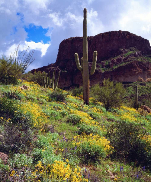 Arizona, Organ Pipe Cactus NM flowers and cacti by Christopher Talbot Frank - Item # VARPDXUS03BJA0210