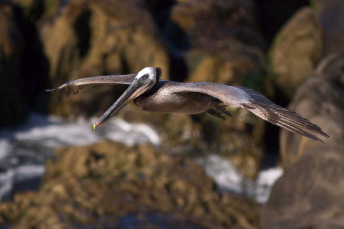 CA, La Jolla A Pelican Flying over the Coast by Christopher Talbot Frank - Item # VARPDXUS05BJA0939