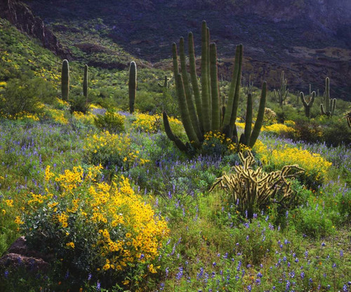 Arizona, Organ Pipe Cactus NM flowers and cacti by Christopher Talbot Frank - Item # VARPDXUS03BJA0200