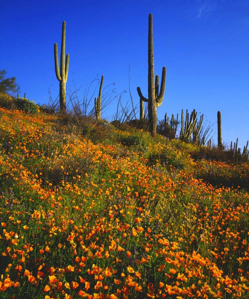 Arizona, Organ Pipe Cactus NM flowers and cacti by Christopher Talbot Frank - Item # VARPDXUS03BJA0186
