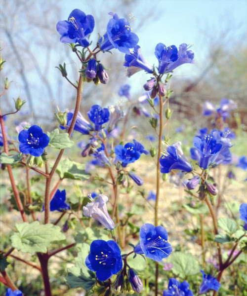 CA, Joshua Tree NP Desert Bell flowers by Christopher Talbot Frank - Item # VARPDXUS05BJA0906