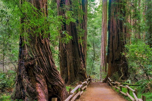 Muir Woods National Monument-Marin County-California-USA by Anna Miller - Item # VARPDXUS05AMI0485