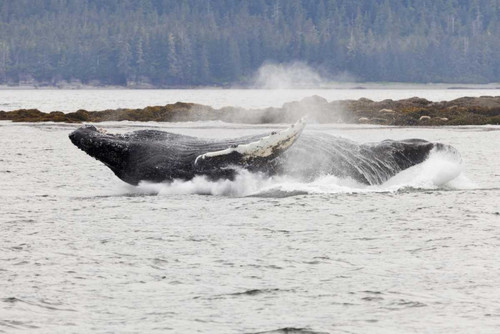AK, Frederick Sound Humpback whale lunging by Don Paulson - Item # VARPDXUS02BJA0321
