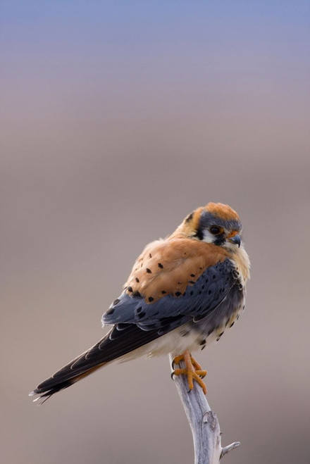 American Kestrel by Ken Archer - Item # VARPDXNA02KAR1614