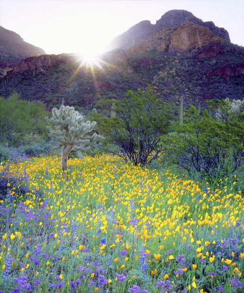 AZ, Organ Pipe Cactus NM Flowers and cacti by Christopher Talbot Frank - Item # VARPDXUS03BJA0051
