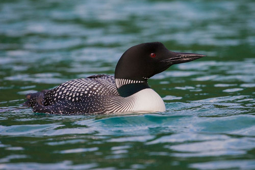 Common Loon by Ken Archer - Item # VARPDXNA02KAR1386