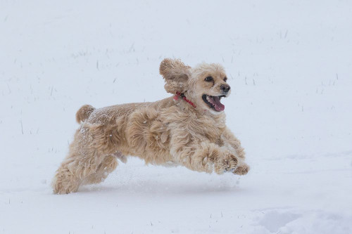 Cocker spaniel running in snow by Jaynes Gallery - Item # VARPDXNA02BJY0027