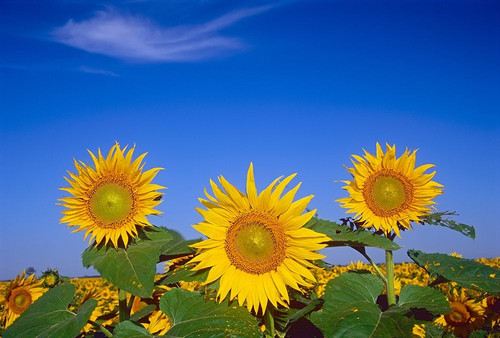 Canada-Manitoba-Altona Close-up of sunflowers by Jaynes Gallery - Item # VARPDXCN03BJY0745