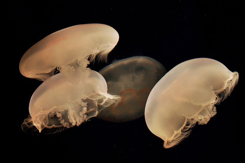 Graceful Jellyfish in Aquarium by Anna Miller - Item # VARPDXNA02AMI0017