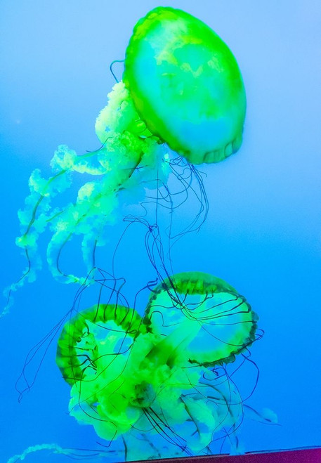 Graceful Jellyfish in Aquarium by Anna Miller - Item # VARPDXNA02AMI0007