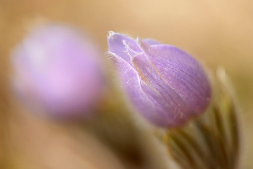Canada-Manitoba-Libau Prairie crocus flower close-up by Jaynes Gallery - Item # VARPDXCN03BJY0614