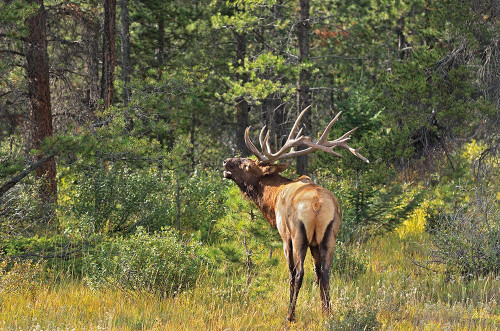 Canada-Alberta-Jasper National Park Male elk calling by Jaynes Gallery - Item # VARPDXCN01BJY0349