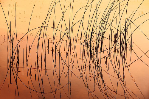 Canada-Saskatchewan-Saskatoon Island Provincial Park Reeds reflect on Saskatoon Lake at sunrise by Jaynes Gallery - Item # VARPDXCN11BJY0134