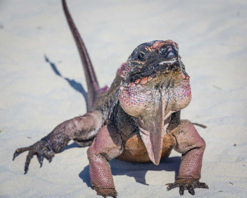 Bahamas, Exuma Island Iguana on beach by Don Paulson - Item # VARPDXCA05BJY0080