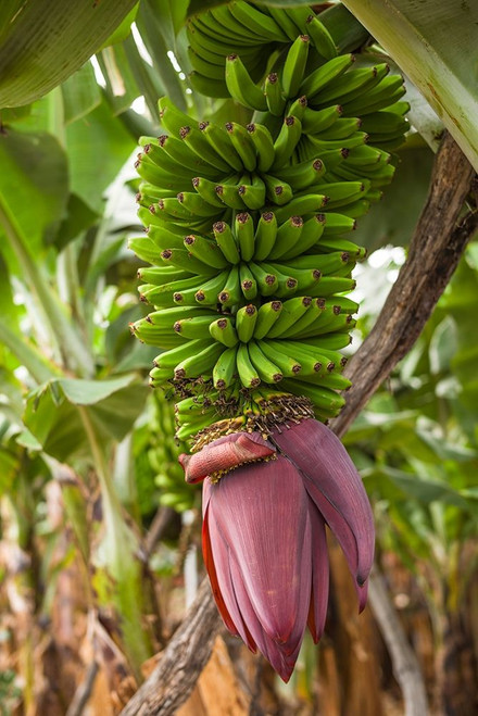 Canary Islands-La Palma Island-San Andres-banana flower by Walter Bibikow - Item # VARPDXEU27WBI3083