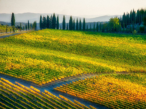 Italy-Chianti Vineyard in autumn in the Chianti region of Tuscany by Julie Eggers - Item # VARPDXEU16JEG0917