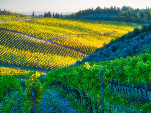 Italy-Chianti Vineyard in autumn in the Chianti region of Tuscany by Julie Eggers - Item # VARPDXEU16JEG0918