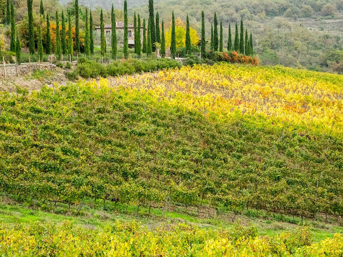 Italy-Chianti Vineyard in autumn in the Chianti region of Tuscany by Julie Eggers - Item # VARPDXEU16JEG0878