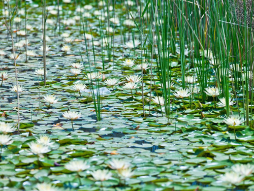 Water Lilies by Assaf Frank - Item # VARPDXAF20110508091