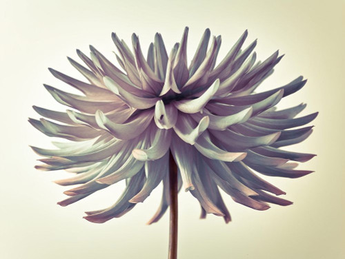 Dahlia Flower by Assaf Frank - Item # VARPDXAF20100829126C02