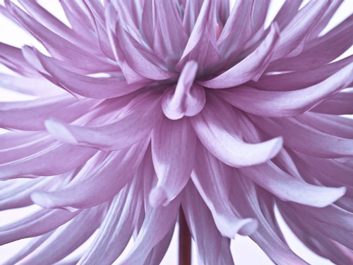 Dahlia Flower by Assaf Frank - Item # VARPDXAF20100829200C02