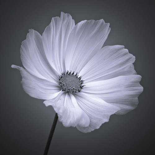 Cosmos flower by Assaf Frank - Item # VARPDXAF20100702006C03 Cosmos flower by Assaf Frank - Item # VARPDXAF20100702006C03