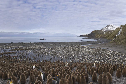 South Georgia Isl, King penguin colony by Don Paulson - Item # VARPDXAN01BJA0096