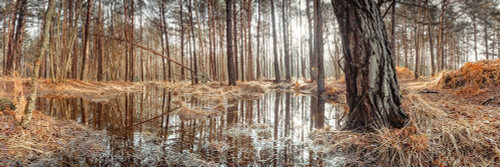 Canal through forest by Assaf Frank - Item # VARPDXAF20210206156PANOC02