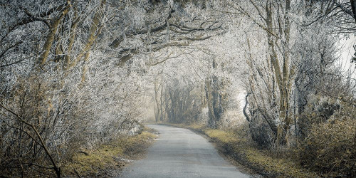 Frosted road through forest by Assaf Frank - Item # VARPDXAF20210110083PANOC02
